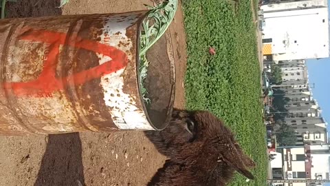 A little donkey eating with a horse.