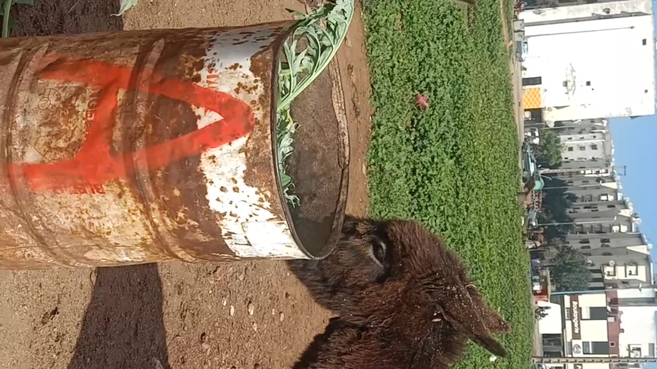 A little donkey eating with a horse.