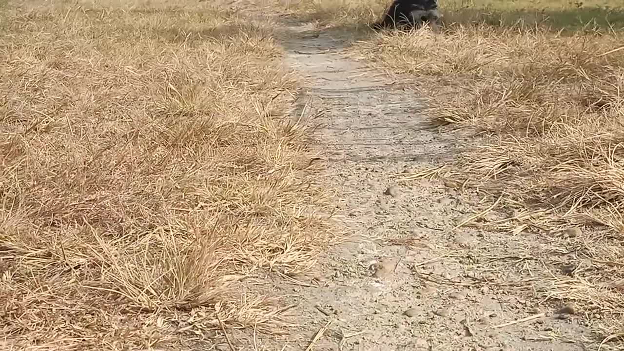 German shepherd long coat puppies