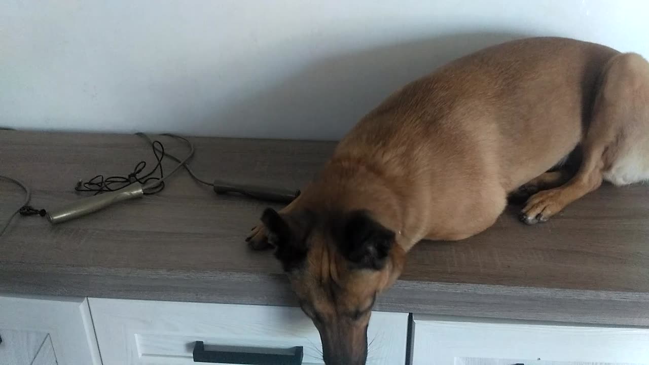 dog resting on dresser