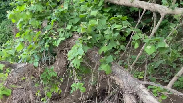 People Help Fawn Stuck on Riverbank