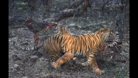 TIGRESS HUNT