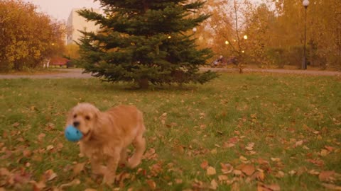 Adorable spaniel dog with blue ball running in park Cute brown