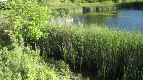 FAMILY OF SWANS