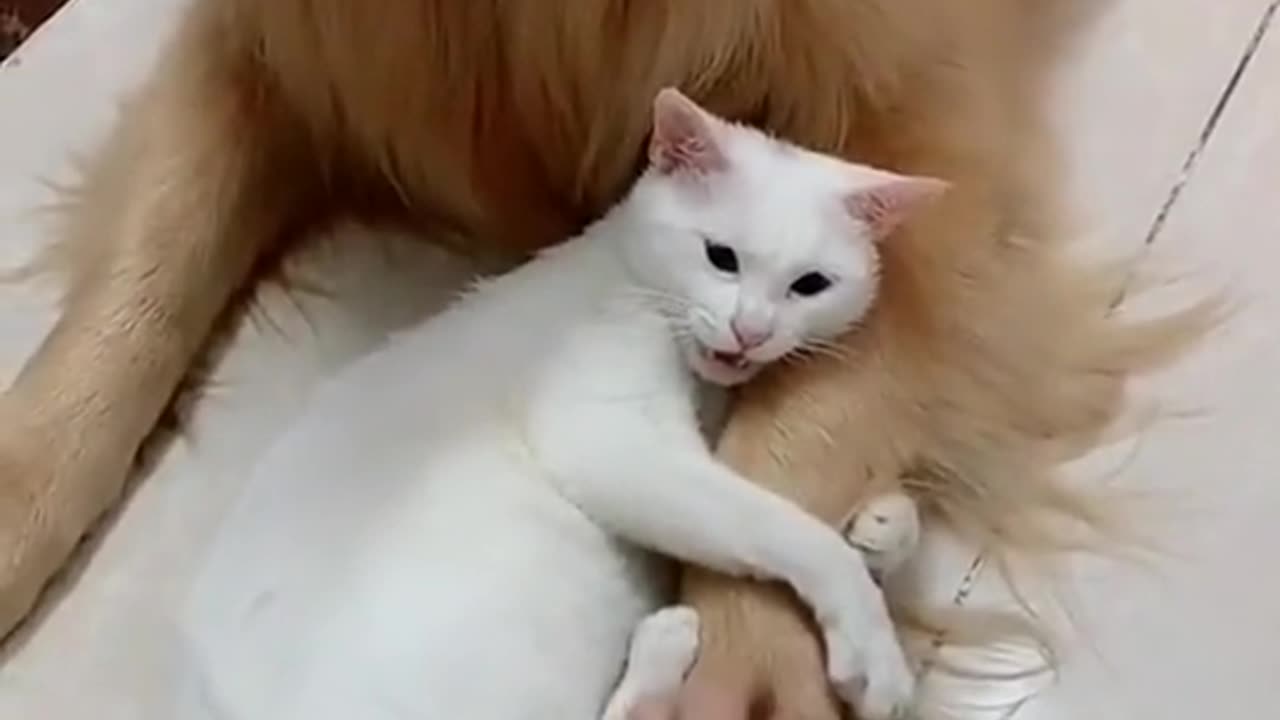 Funny cat friendship with loving friend