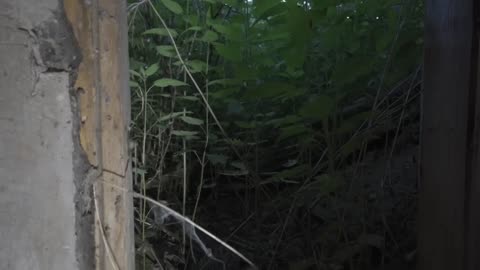 A HORRIBLE FIND IN A BOY'S GHOST HOUSE