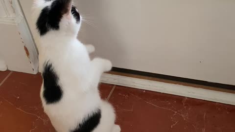 Rooster Pecking on Window Scares Kitten