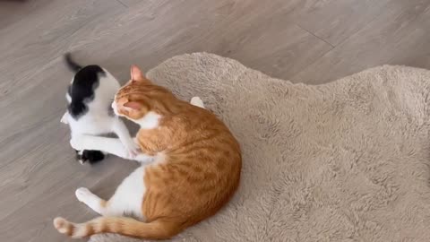 Funnest video cats funny baby cat2023