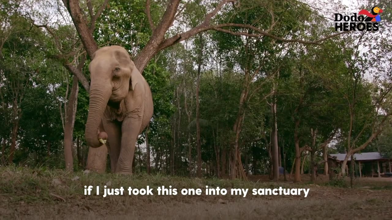 Boy Is Growing Up Rescuing Elephants | The Dodo