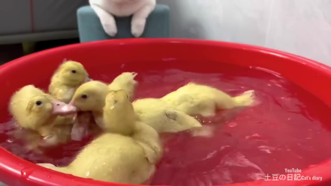 The kitten bravely jumped in to the tank.The ducking swimming cute Ann funny vidieo