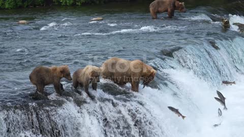 Brown Bear