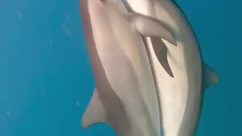 DOLPHINS 🐬 BEAUTIFUL UNDERWATER DANCE