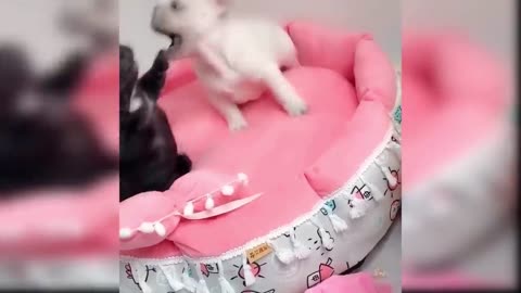 Funny Cat and Dog Videos That Will Make Your Day