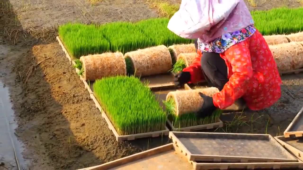 Collecting seedlings