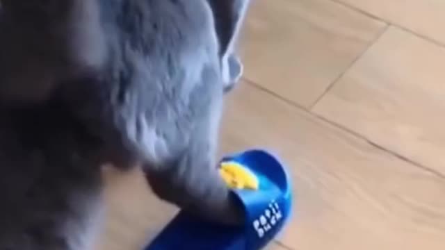 Cutie Cat Walks in flip flop