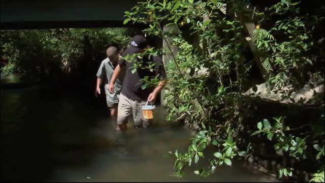 Feeding Eels