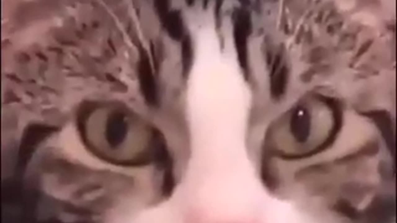 The best cat memes 2