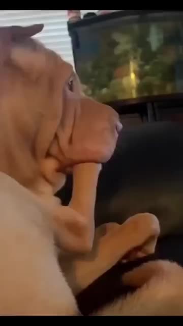 Funny selection of cat and dogs 🐕 🐈