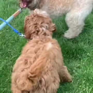 your dogs gut needs help if #health #help #dog #dogtraining