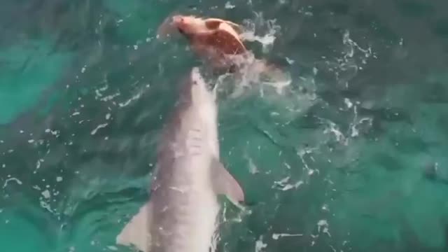 Tiger shark trying to catch a sea turtle 🦈🐢⁣⁣