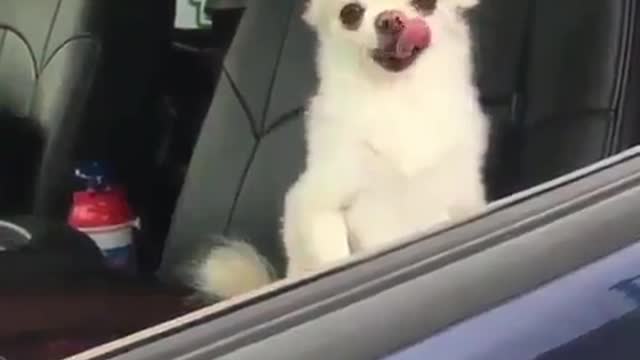 Its name is no longer the wolf, but the best friend