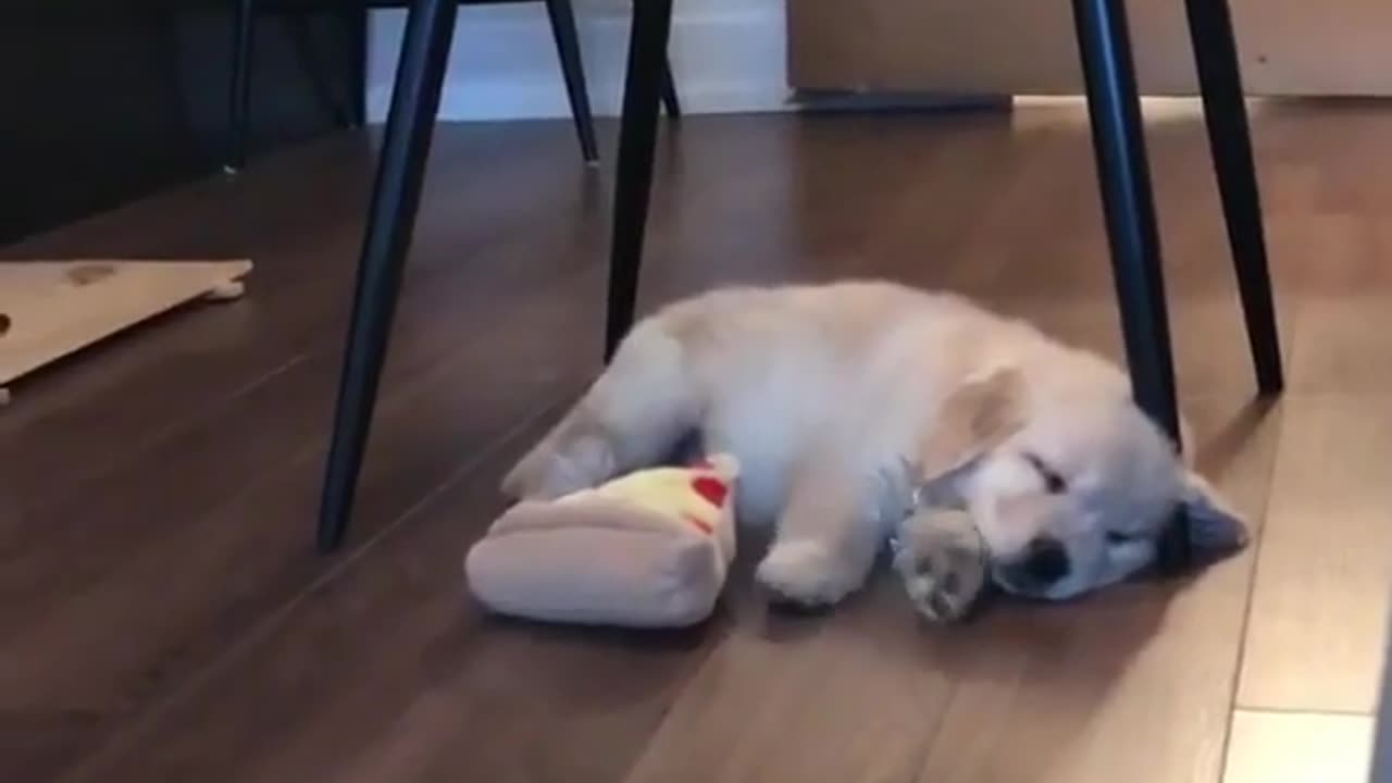 dreaming puppy