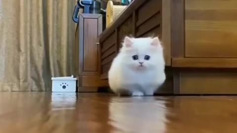 Cute Indian cat play 🥰