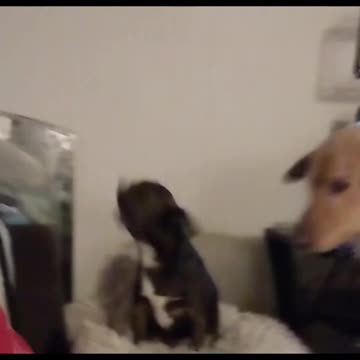 Cutest Little Dog Loves to Sing