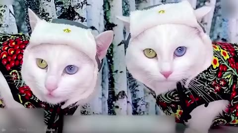 Strange Cats! OMG!