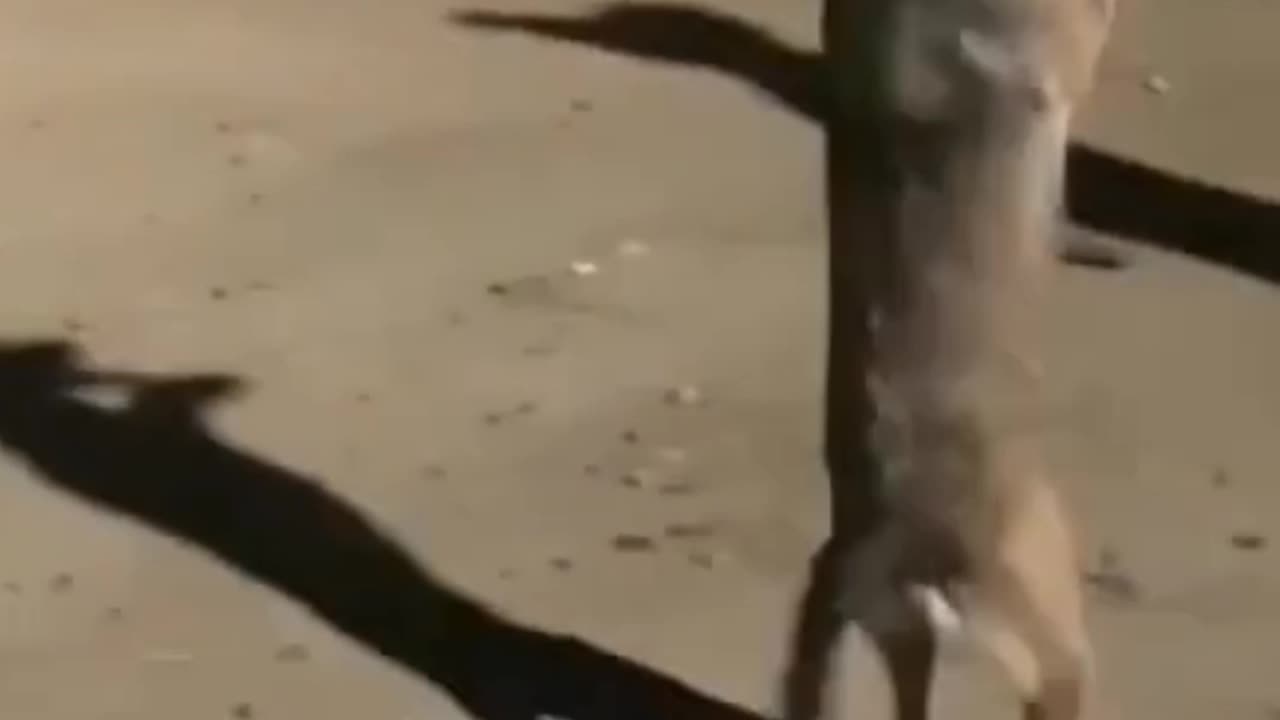 Viral Dance with Viral songπππ