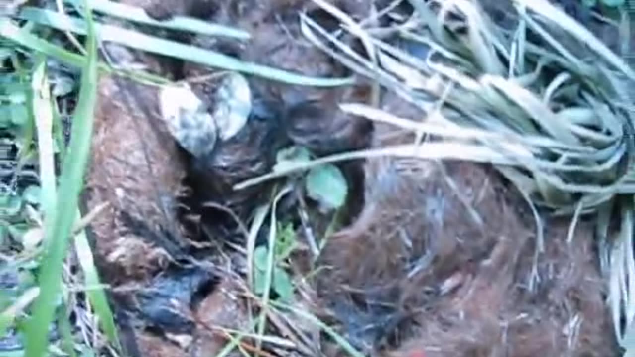 Wolf Scat with Cattle Fur