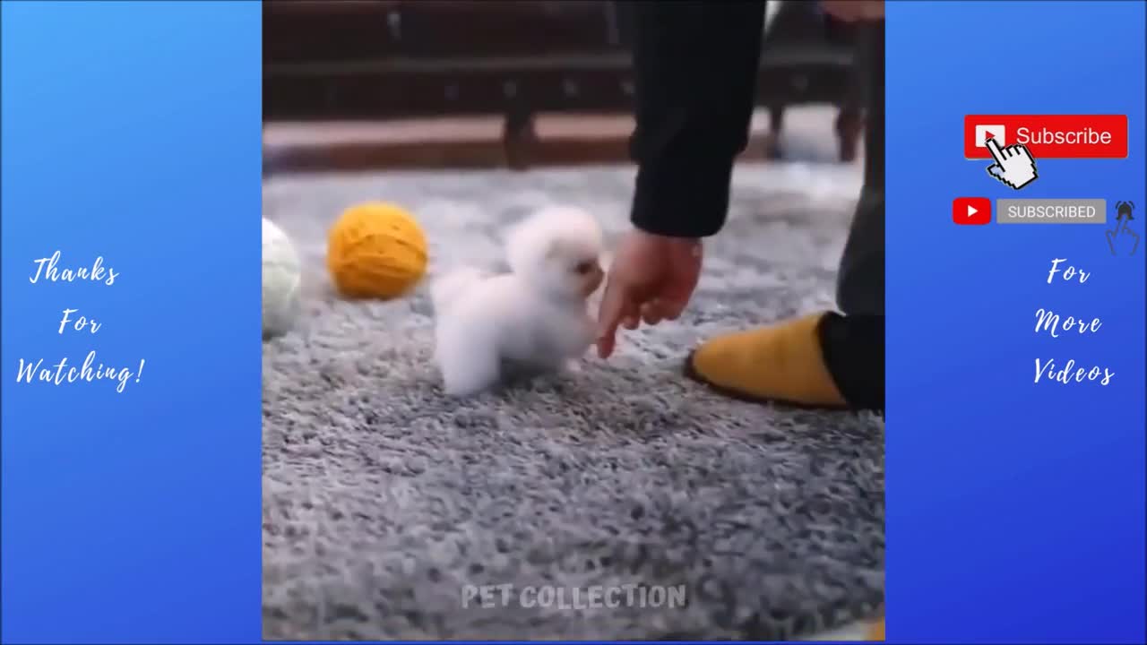 FUNNY ANIMAL PET VIDEO - Cute And Funny Pet - Funny Dog Videos - Baby Dogs