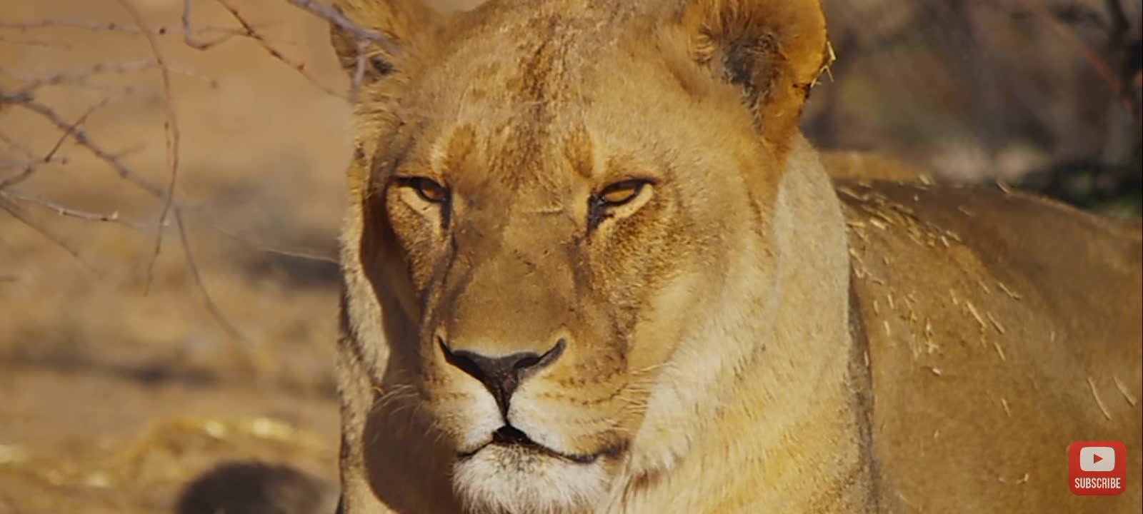 Lion amazing collection