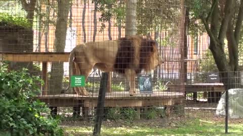 Lion Roar Scares Kid!