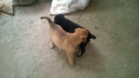 4-week-old puppies dog only in Vietnam