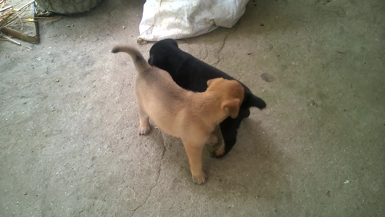 4-week-old puppies dog only in Vietnam
