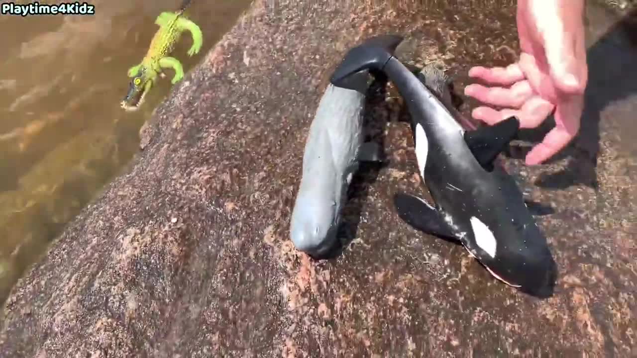 Sea Animal toys at the shore of Ottawa River Canada. This Summer at the Shore.