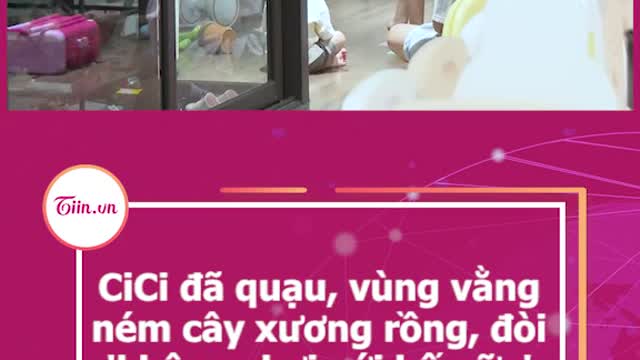 CiCi da quau, vùng vångném cây xuơng rông, doi'không chơi với bo nữa'