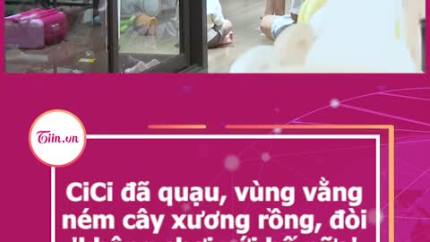 CiCi da quau, vùng vångném cây xuơng rông, doi'không chơi với bo nữa'