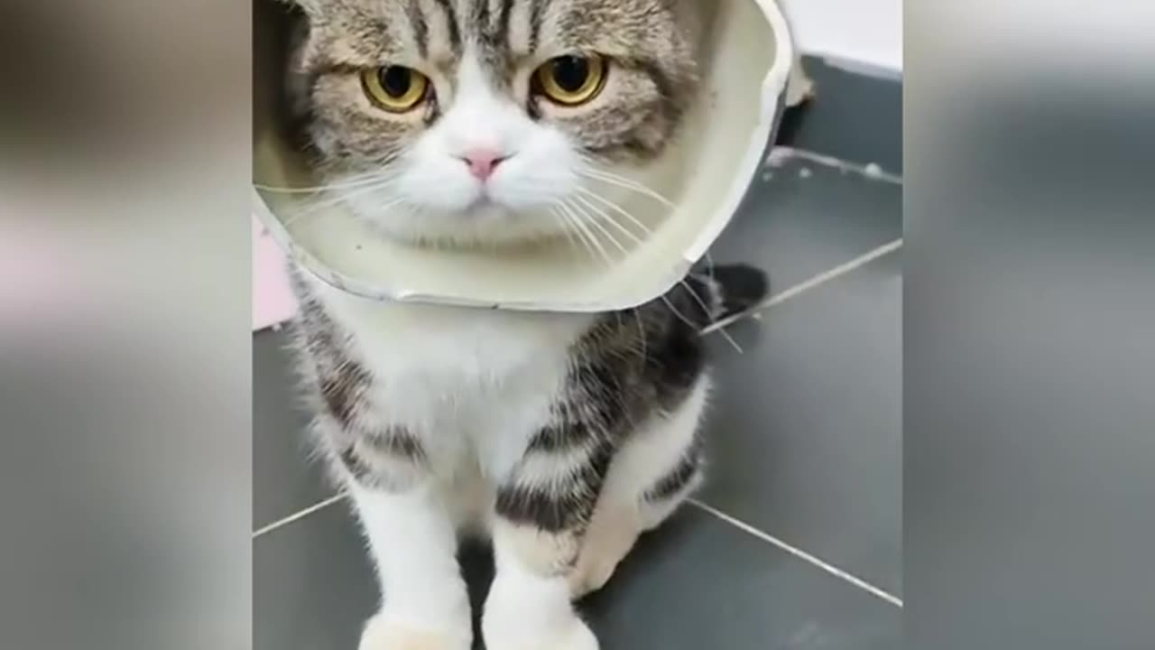 funny cats