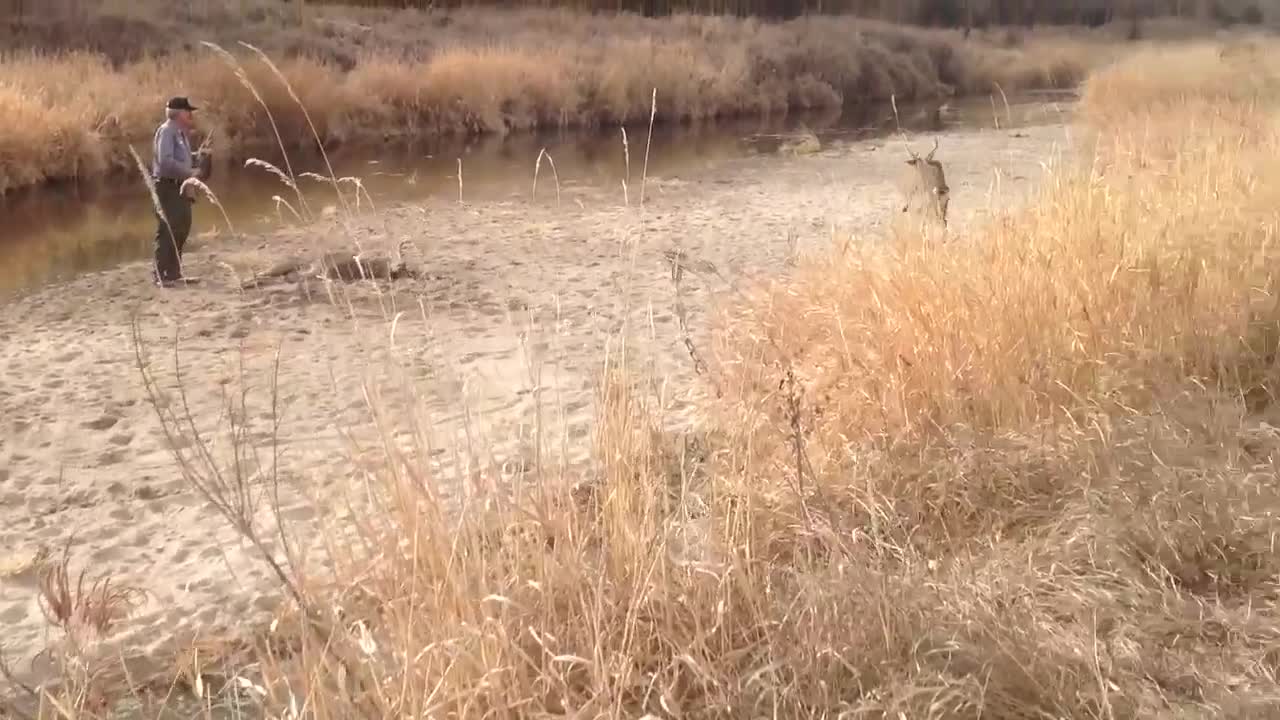 Deer Locked Together on the Republican River in Nebraska