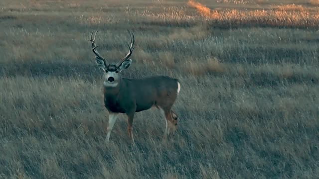 Huge South Dakota mule deer