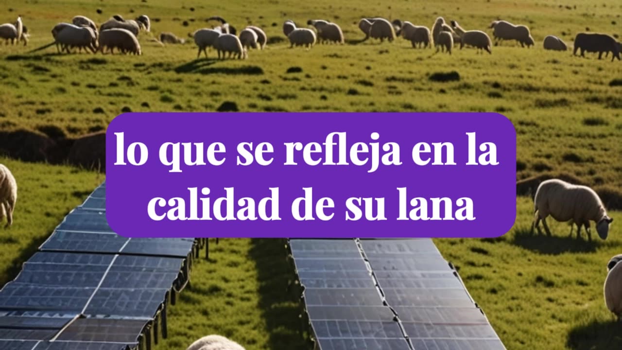 ovejas que pastorean entre paneles solares dan lana de mejor calidad.