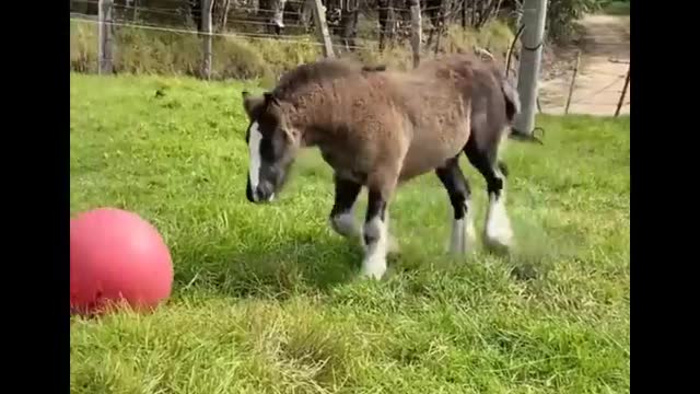 Horse SOO Cute! Cute And funny horse Videos Compilation cute moment #22