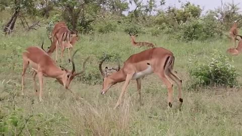 The quick brown fox jumps over the next one is the one