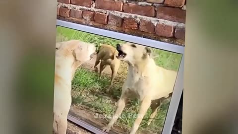 Funniest Cats and Dogs Funny Animal Videos