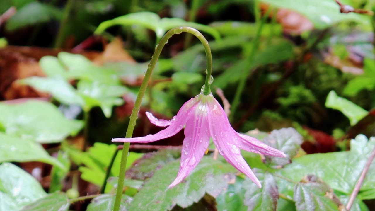 Pink Fawn Lily