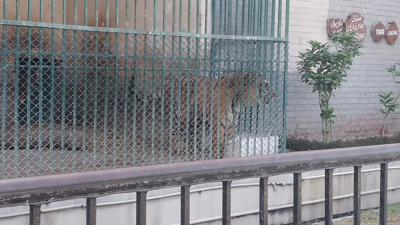 Tiger safari park Lahore