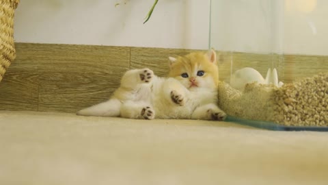 Kitten Pudding is waiting for eggs to hatch to become their mother Chick