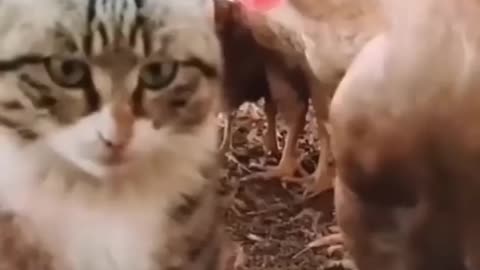 Funny and cuat cats